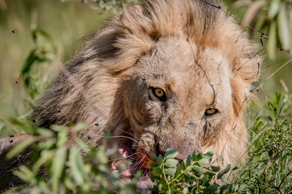Grote mannetjes leeuw in de weg leggen. — Stockfoto