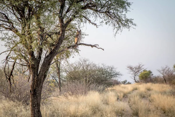 Gufo reale seduto su un albero . — Foto Stock