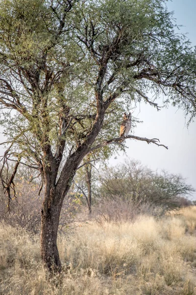 Gufo reale seduto su un albero . — Foto Stock