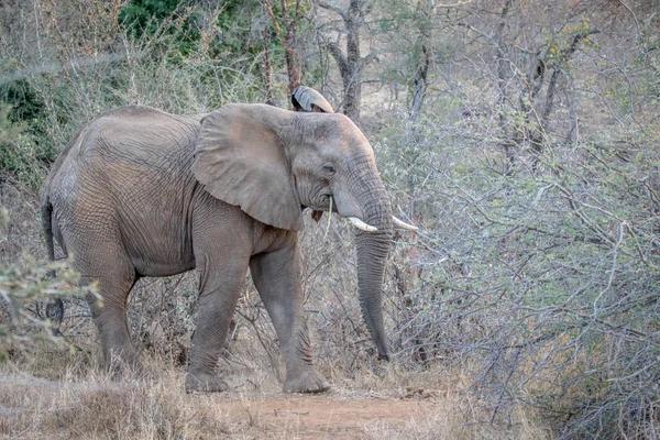 Elephant standing in the bush.
