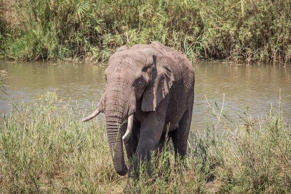 Elefante comiendo hierba junto a un río . — Foto de Stock