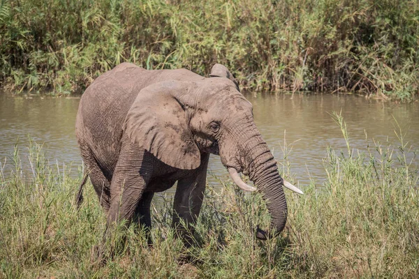 Elefante comiendo hierba junto a un río . — Foto de Stock