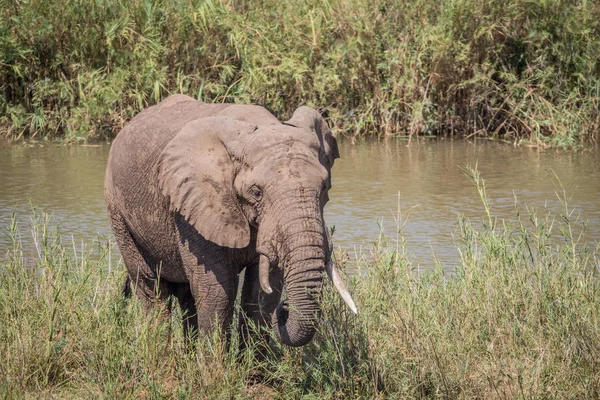 Elefante comiendo hierba junto a un río . — Foto de Stock