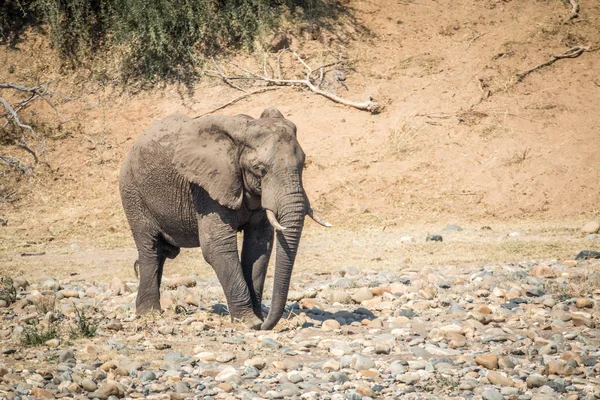 Elefante caminando en un lecho de río seco . — Foto de Stock