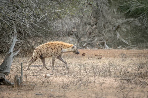 Hyena skvrnitá chůzi v buši. — Stock fotografie