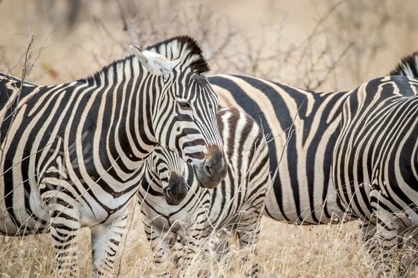 Close up de Zebras na grama alta . — Fotografia de Stock