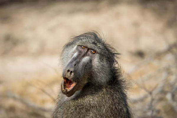 Chacma babouin bâillant dans le Kruger . — Photo