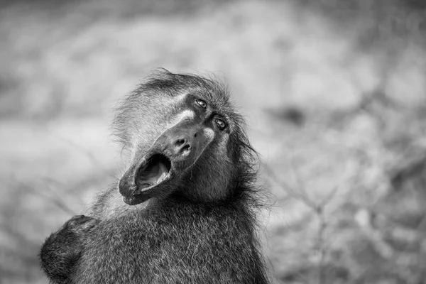 Chacma babuíno bocejando no Kruger . — Fotografia de Stock