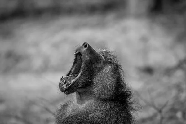 Zívání Kruger pavián čakma. — Stock fotografie