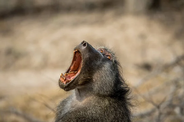 Chacma pavian gähnen im kruger. — Stockfoto