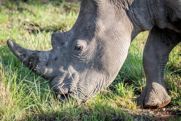 Close up of a White rhino grazing. — Stock Photo, Image