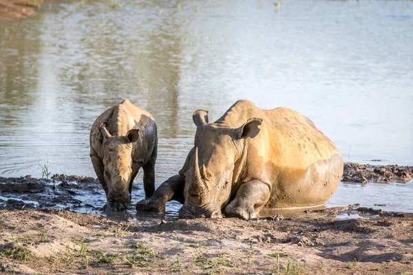 Annesi beyaz rhino ve bebek buzağı su. — Stok fotoğraf