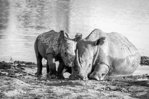 Mother White rhino and baby calf by the water.