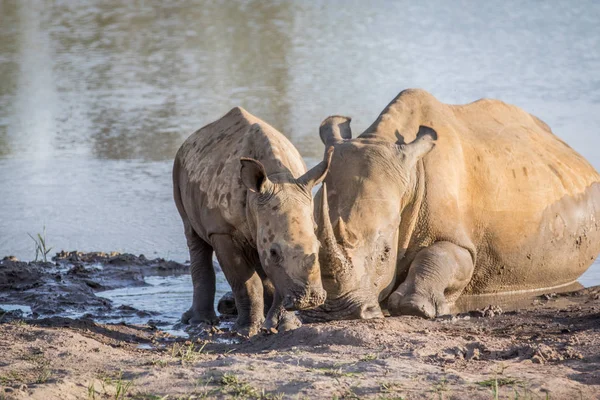 Annesi beyaz rhino ve bebek buzağı su. — Stok fotoğraf