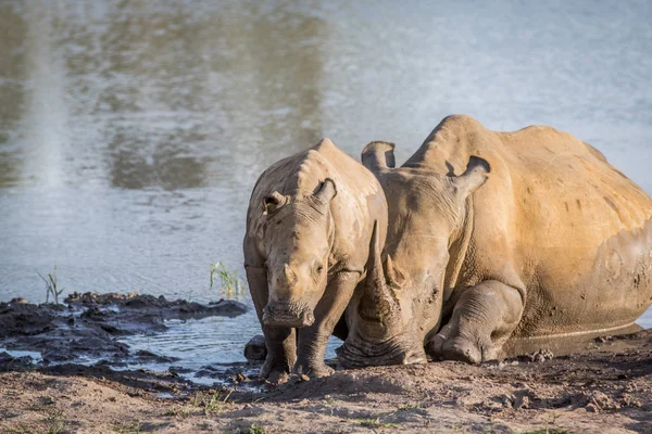 Mother White rhino and baby calf by the water.