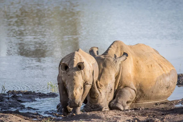 Annesi beyaz rhino ve bebek buzağı su. — Stok fotoğraf