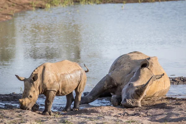 Annesi beyaz rhino ve bebek buzağı su. — Stok fotoğraf