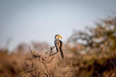 Sarı gagalı Kartallar bir dalda oturan.