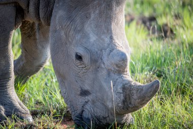 Bir beyaz rhino otlatma yakın çekim.