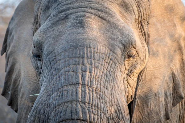 Närbild av en elefant huvud i Kruger. — Stockfoto