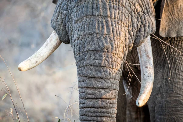 Nahaufnahme von Elefantenstoßzähnen im Kruger. — Stockfoto