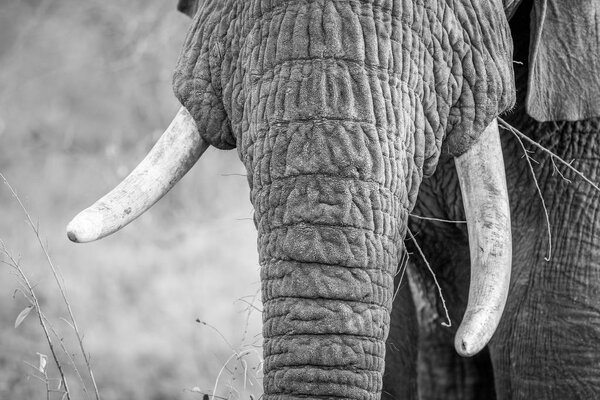 Close up of Elephant tusks in black and white in the Kruger National Park, South Africa.