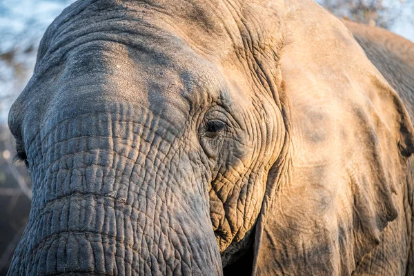 Primer plano de una cabeza de elefante en el Kruger . — Foto de Stock