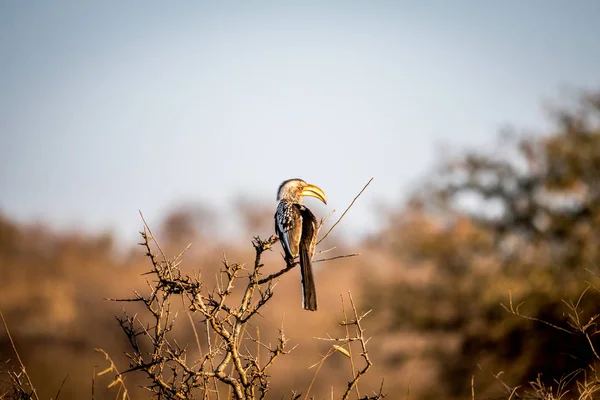 Желтоклювый орлан сидит на ветке . — стоковое фото