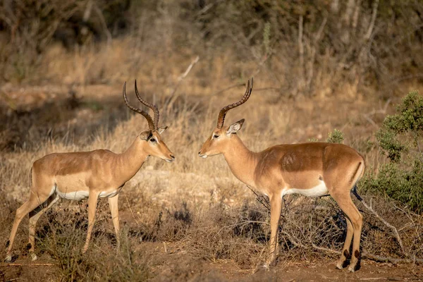 Dois carneiros Impala virados um para o outro . — Fotografia de Stock