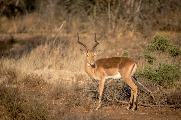 Impala ram stående i græsset . - Stock-foto