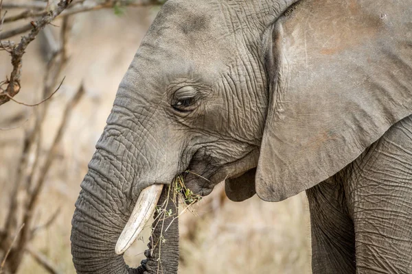 Side profile of an African elephant.