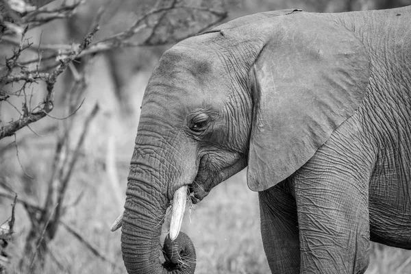 Profilo laterale di un elefante africano . — Foto Stock