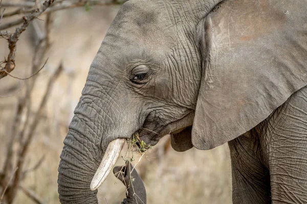 Sidoprofil av en afrikansk elefant. — Stockfoto