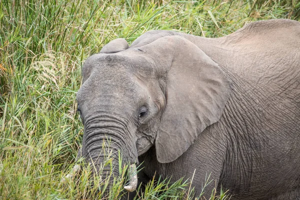 Elefante africano comiendo en el Kruger . — Foto de Stock