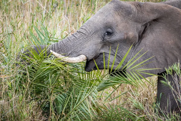 クルーガーで食べるアフリカの象. — ストック写真
