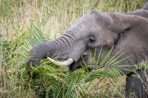 Elefante africano comiendo en el Kruger . — Foto de Stock