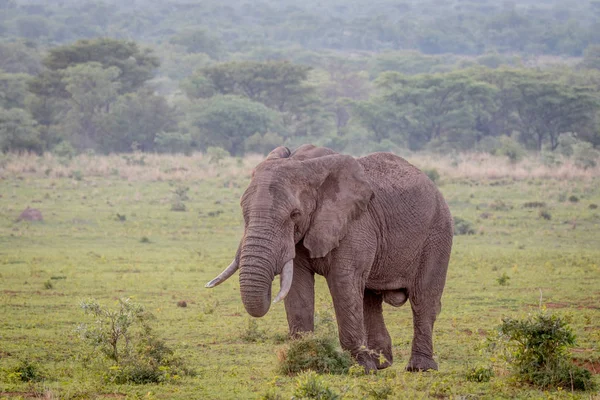 Elefante macho grande caminando en la hierba . — Foto de Stock