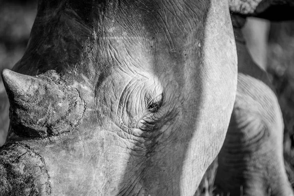 Gros plan d'un oeil de rhinocéros blanc . — Photo