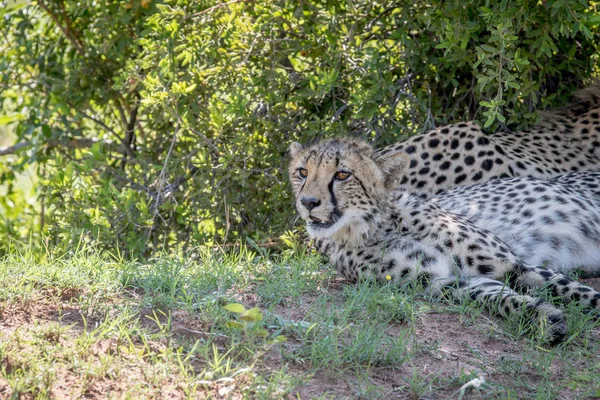Cheetah berbaring di rumput di bawah semak . — Stok Foto