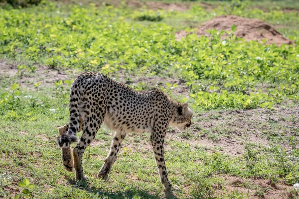 Elindult a kamera Cheetah. — Stock Fotó