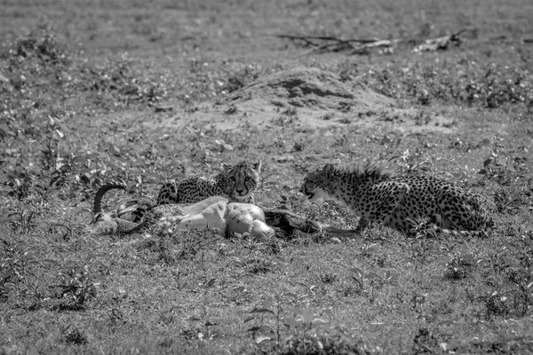 Çitalar erkek bir Impala besleme öldürmek. — Stok fotoğraf