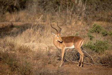 Impala ayakta çimenlerde ram..