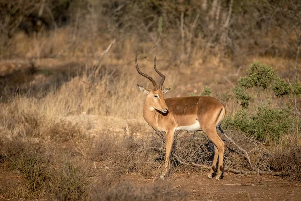Impala carnero de pie en la hierba . — Foto de Stock