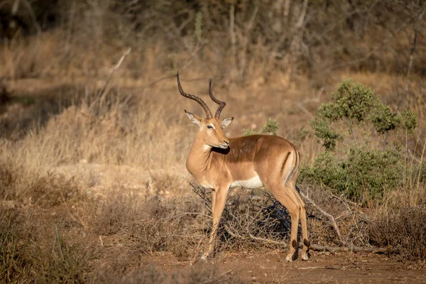 Impala carnero de pie en la hierba . — Foto de Stock
