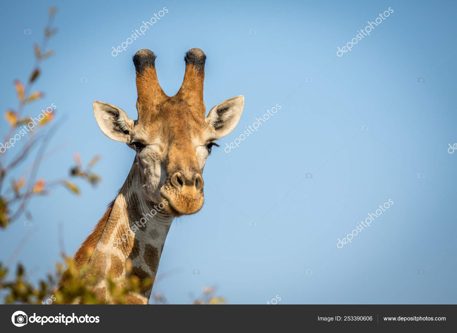 偶蹄類の動物写真素材 ロイヤリティフリー偶蹄類の動物画像 Depositphotos 偶蹄類の動物写真素材 ロイヤリティフリー偶蹄類の動物画像 Depositphotos