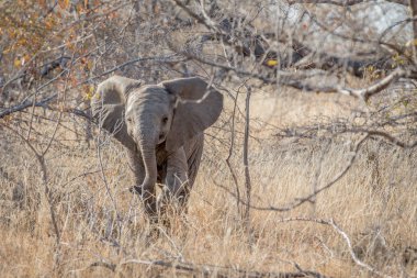 Fil buzağı ayakta çalıların arasında bebeğim. 