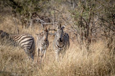 Otların arasında duran ve oynadığı zebralar.
