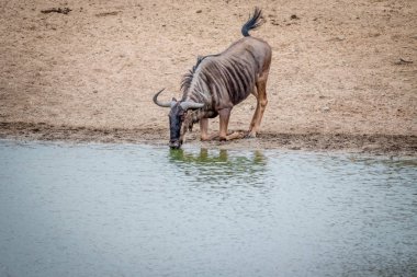 Erkek mavi wildebeest içme.