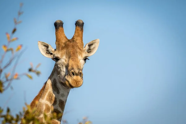 Primer plano de la cabeza de jirafa macho . — Foto de Stock