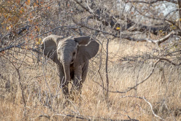 Bebé elefante becerro de pie en los arbustos . — Foto de Stock